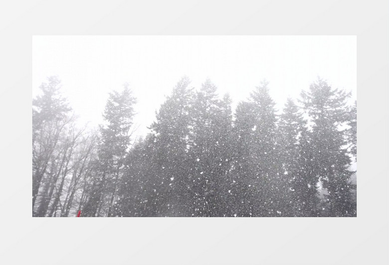 高清实拍树林中缓缓飘落的雪花美丽的雪景实拍视频素材