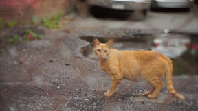 小猫咪视频素材 800x450a80a121