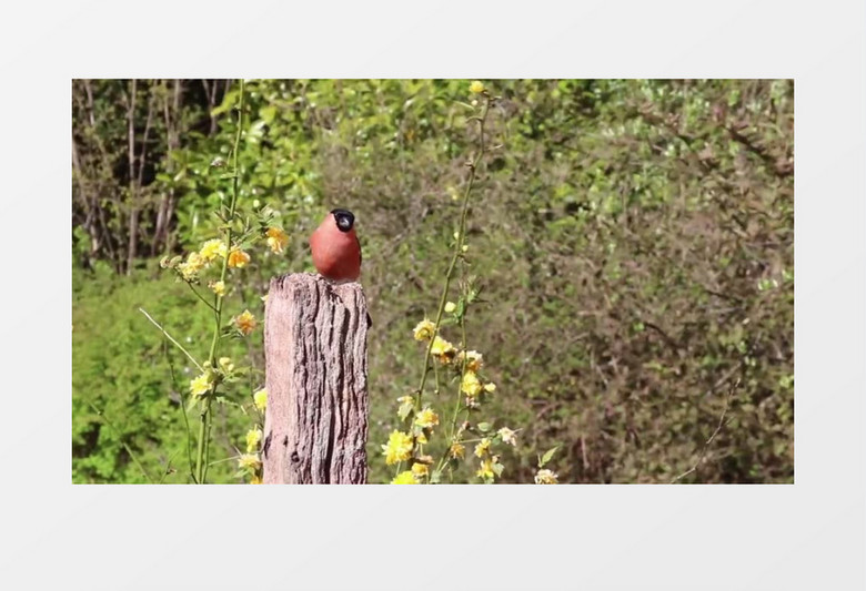 自然风光之春意盎然视频素材MP4实拍视频素材