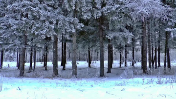 两只狗在雪地里肆意奔跑玩耍四处张望美丽雪景实拍视频素材