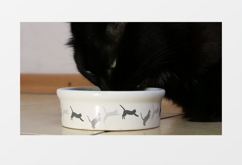 近镜头拍摄一只黑色的猫在猫食盆吃食进食稍有恐怖感实拍视频素材