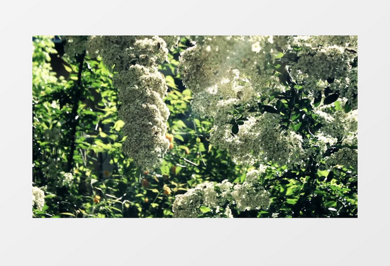 近距离拍摄几只蜜蜂在大簇花团上采花蜜实拍视频素材