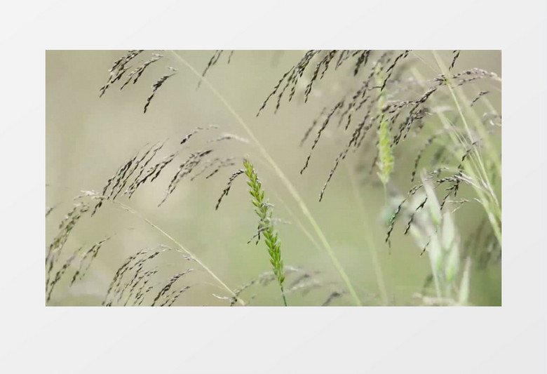 高清实拍随风飘动的小草实拍视频素材