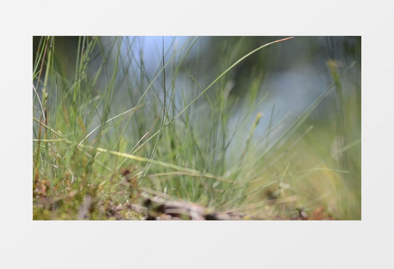 高清实拍野外草地上的草实拍视频素材