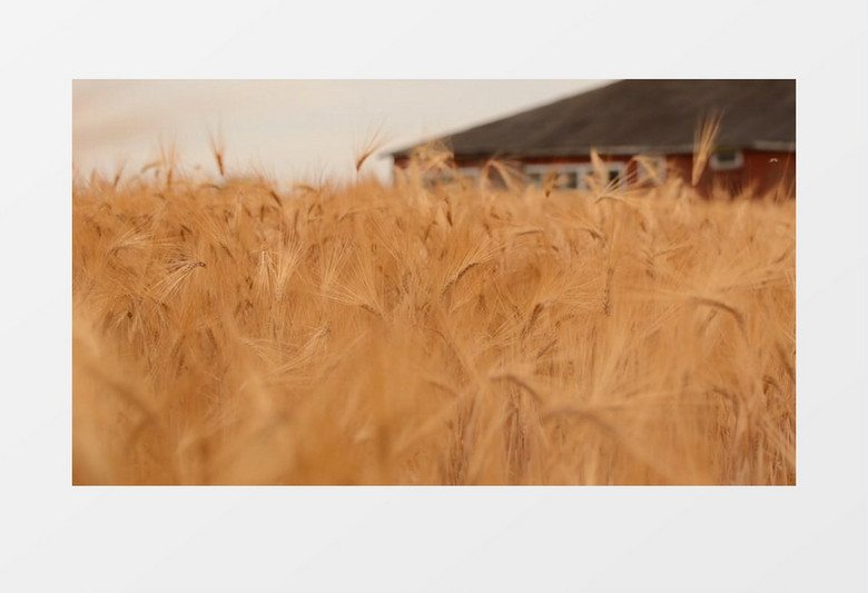 金黄色的小麦在风中摇曳实拍视频