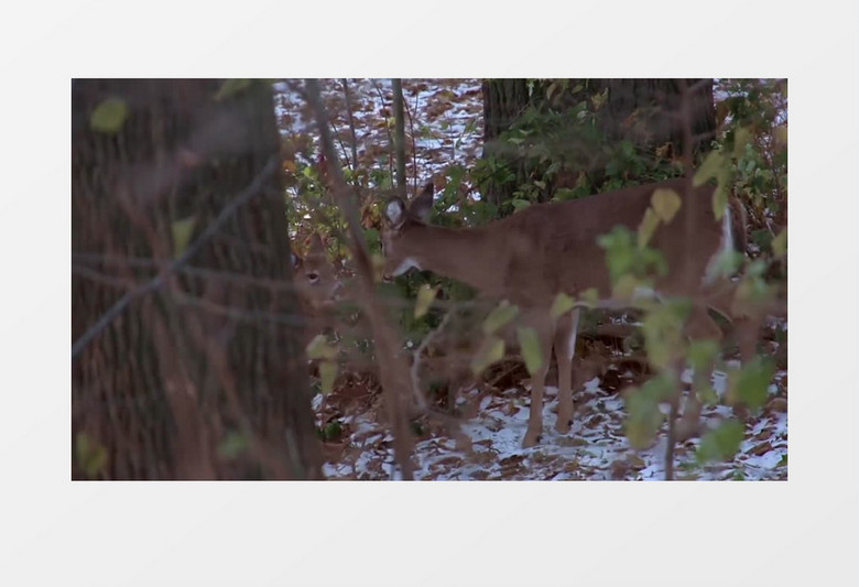 高清近距离拍摄森林野生动物小鹿雌鹿实拍视频素材