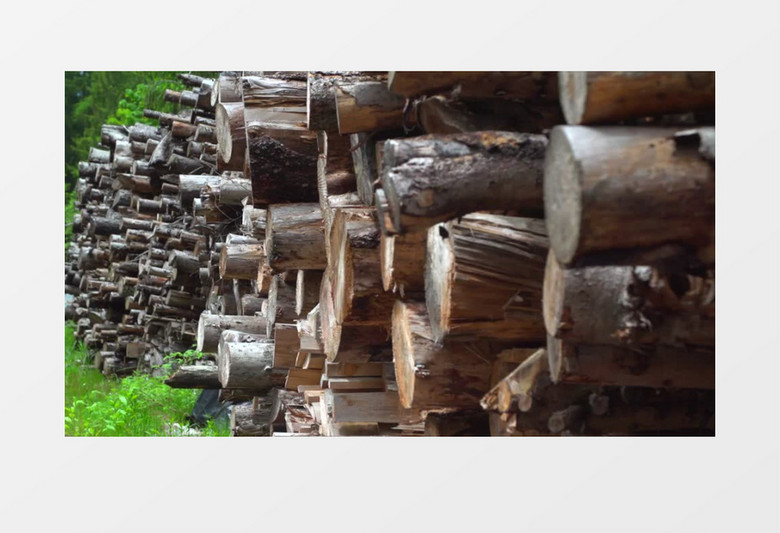 森林管理一堆木材实拍视频