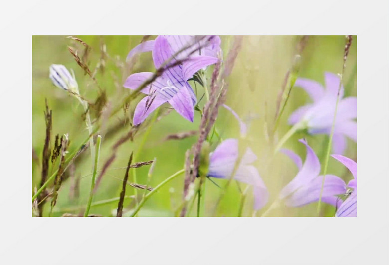 紫色脆弱的花朵特写实拍视频