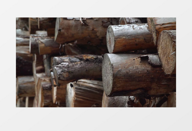 木材管理自然环境实拍视频