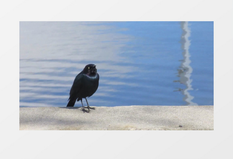 黑色鸟在湖边啁啾实拍视频