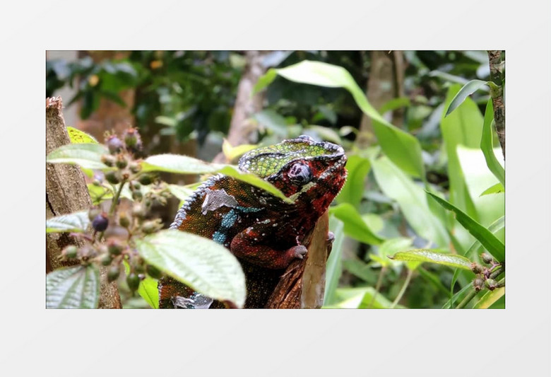 马达加斯加热带雨林里的变色龙实拍视频