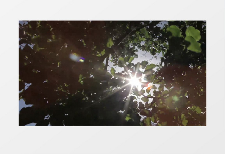 仰拍树下看向太阳光影斑驳日光明亮耀眼实拍视频素材