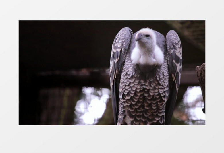 脊椎动物睿智聪明的猎鹰实拍视频