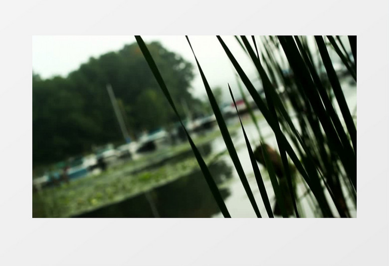 池塘芦苇模糊散景实拍视频素材