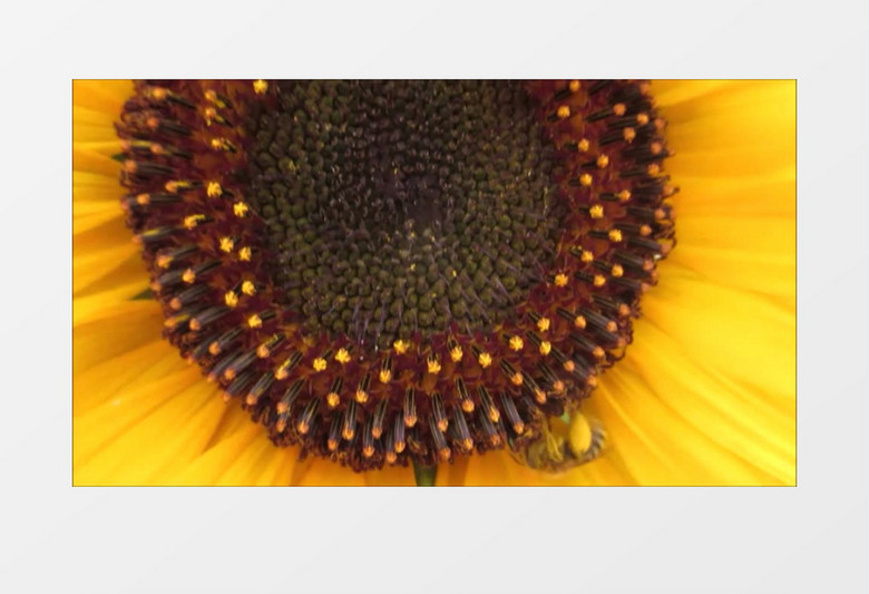 高清近距离实拍一只小蜜蜂在向日葵上采蜜授粉实拍视频素材
