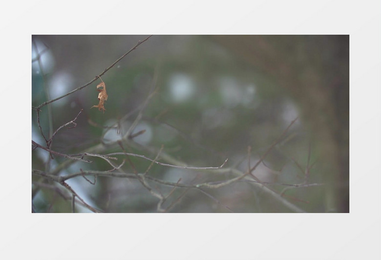 高清实拍在寒冷的冬季光秃秃的树干上有一片黄叶点点雪花实拍视频素材