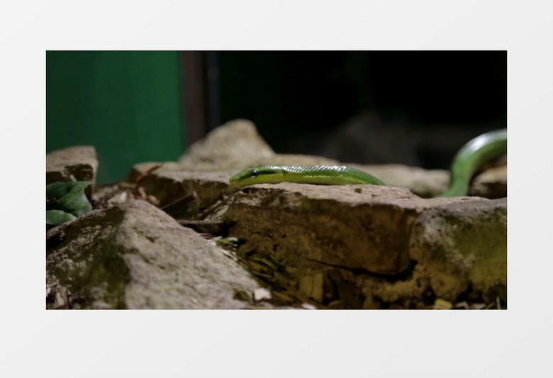 有毒的爬行动物绿色的蛇实拍视频