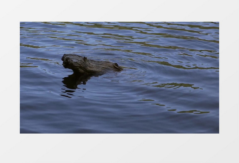 慢动作特写拍摄池塘河流湖泊漂流木实拍视频素材