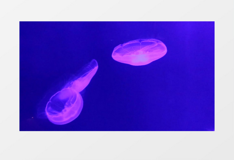 海洋里超美的发光生物体实拍视频MP4