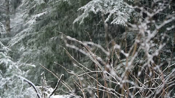 寒冷的冬天雪花飘舞实拍视频