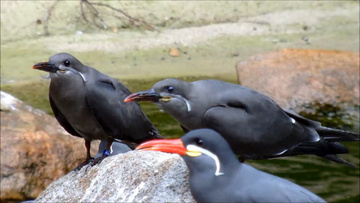 乌龟的视频真实动物 800x450a80a121