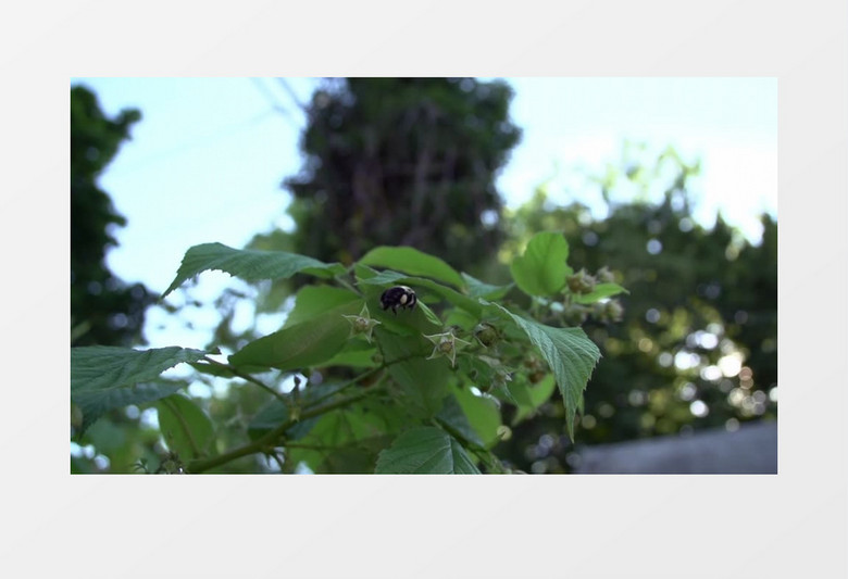 近距离特写拍摄户外夏天大黄蜂在灌木丛授粉实拍视频素材