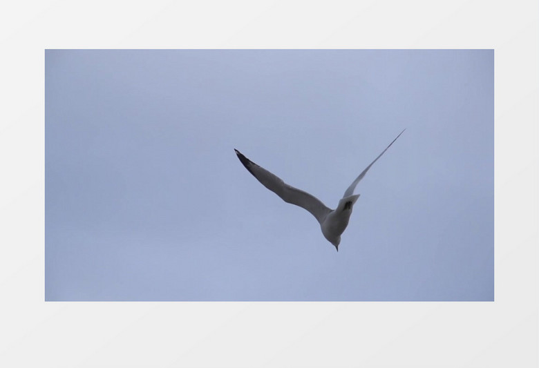 特写拍摄天空中飞行的动物海鸥实拍视频素材