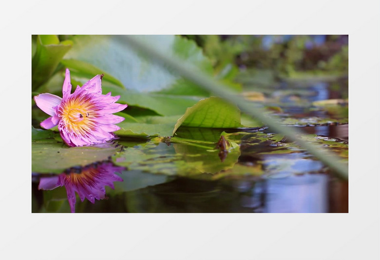 春天池塘盛开的莲花实拍视频素材