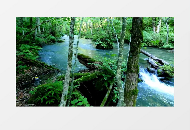 森林中的急湍溪流高清实拍视频