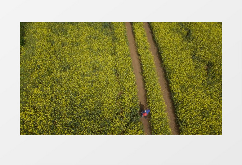 农业一片金黄色的油菜花实拍视频素材