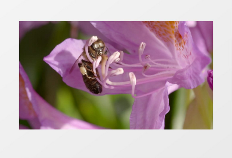 公园花丛鲜花花蕊蜜蜂采蜜实拍视频素材
