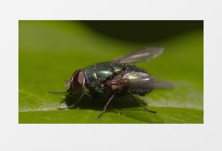 绿色昆虫苍蝇特写实拍视频素材