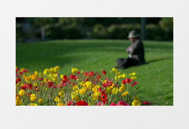 公园里颜色艳丽的花朵实拍视频素材