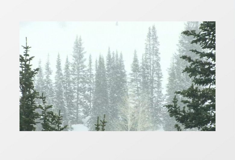 雪中的树林实拍视频素材