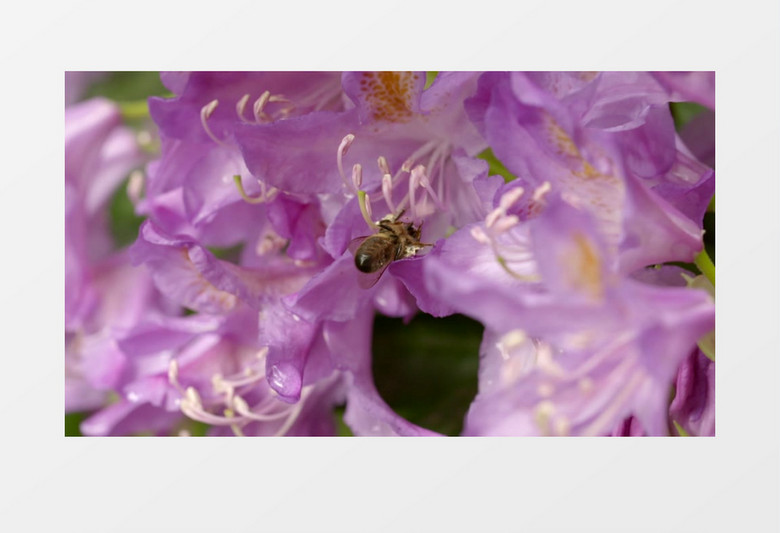 鲜花花蕊蜜蜂采蜜实拍视频素材