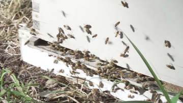 蜜蜂视频大自然 800x450a80a121