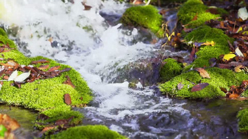 户外森林小溪岩石河水溪水流动实拍视频素材