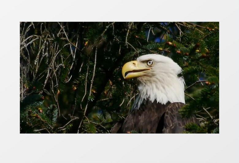 阿拉斯加高贵的鹰树立在枝头实拍视频