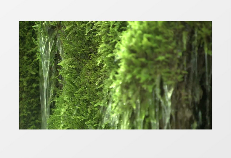 植物上流下水滴高清实拍视频素材