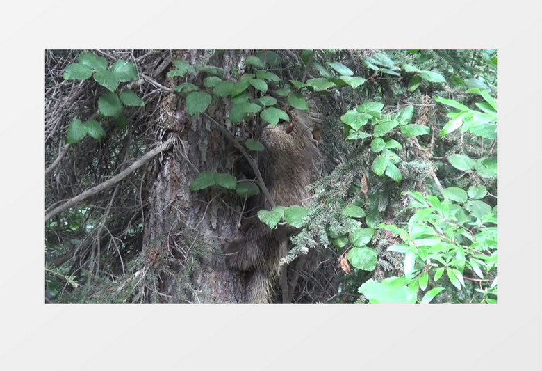 树林活动的豪猪实拍视频素材