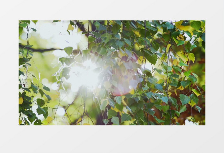 慢动作特写拍摄森林公园树枝树叶在阳光的照耀下实拍视频素材