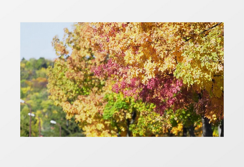 特写拍摄白天秋天户外森林公园丰富多彩的树叶实拍视频素材