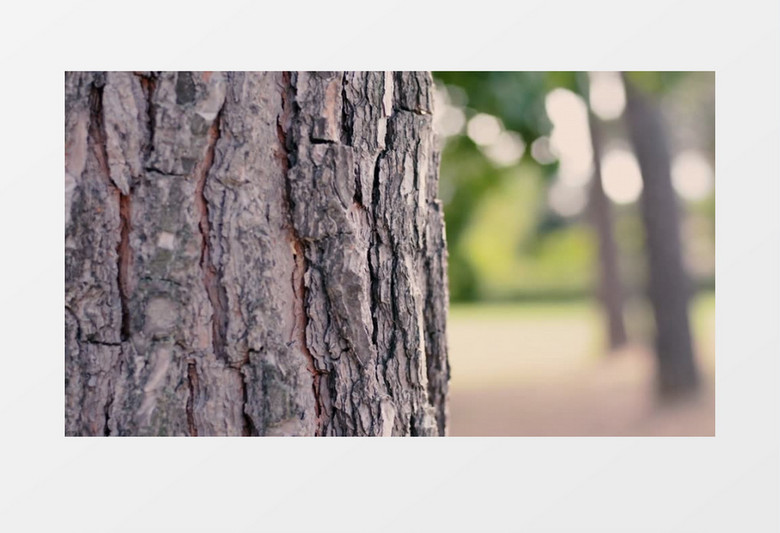 模糊散景特写拍摄公园森林松树树干实拍视频素材