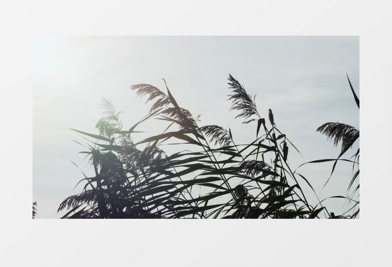 特写拍摄湖边河边植物芦苇实拍视频素材
