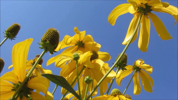 特写拍摄夏天户外黄色的雏菊实拍视频素材