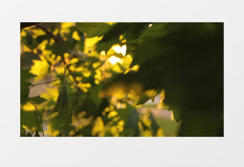 黄色阳光下的梧桐叶实拍视频