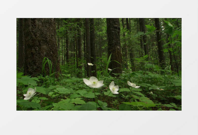 静谧森林中随风摇曳的白色花瓣实拍视频