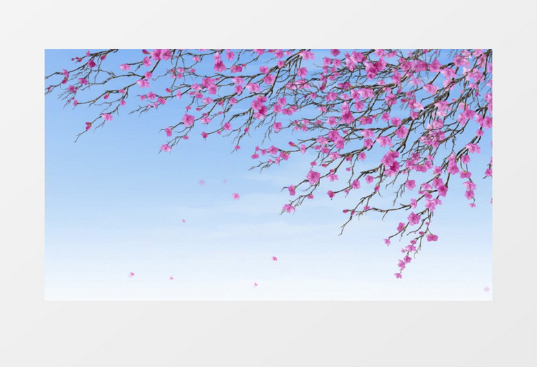 浪漫粉红花瓣飘落背景视频素材