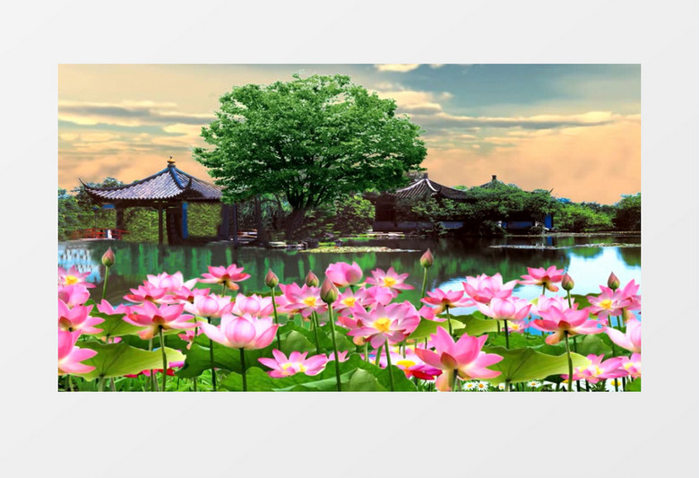 中國風唯美荷塘風景視頻素材 中國風唯美荷塘風景視頻素材