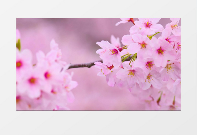 春天粉色桃花盛开实拍视频素材